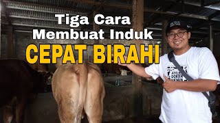 Download lagu Tiga Cara Membuat Induk Cepat Birahi - drh. Risa Isna Fahziar mp3