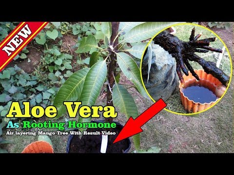 download lagu mp3 mp4 Mango Vera, download lagu Mango Vera gratis, unduh video klip Mango Vera