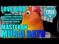 MASTER MURAI BATU Suara BURUNG LOVE BIRD Berjeda 1 2 Menit