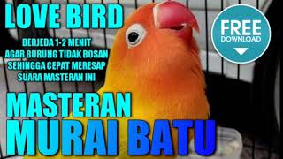 Download lagu MASTER MURAI BATU 🔴 suara BURUNG LOVE BIRD berjeda 1-2 menit mp3