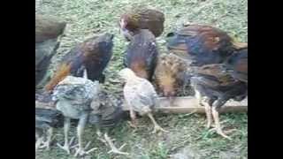 Download lagu January - February Born Bakbakan and Digmaan Banded 2013 mp3