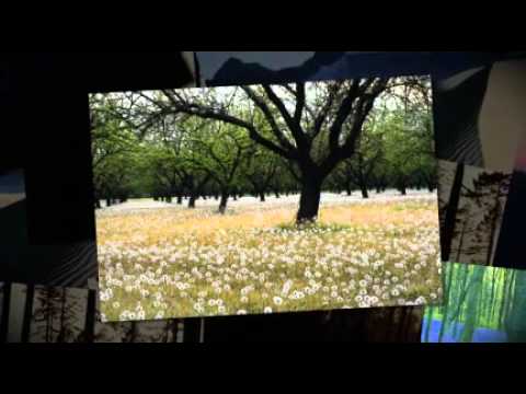 Collective Sound Members - Journey to a dream