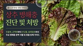 [농사정보] 상추_병해충 진단 및 처방(무름병, 균핵병, 진딧물)