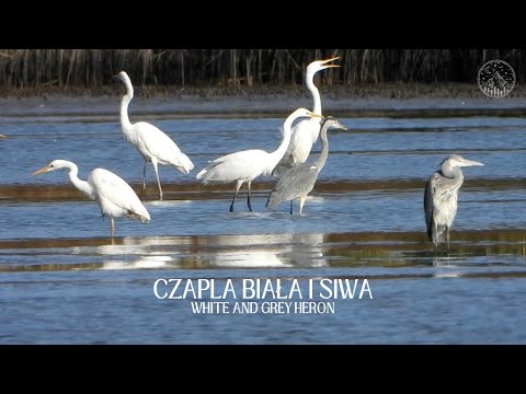 Czapla biała i siwa - żerowanie na stawach rybnych | White and grey heron