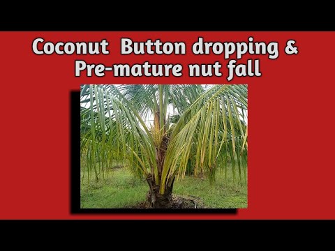 How to make coconut hold more fruits|  Pre-mature nut fall | Coconut Farming