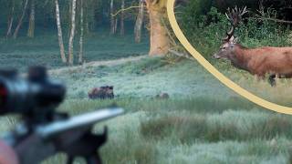 Ganz dicht an Sauen &amp; Feisthirschen 🐗🦌 - jagenNRW story #28 
