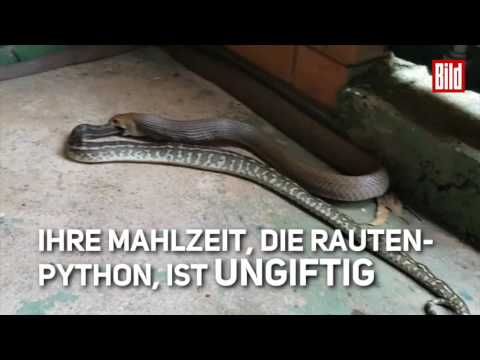 Bild   Hier hatten die Kammerjäger in Australien