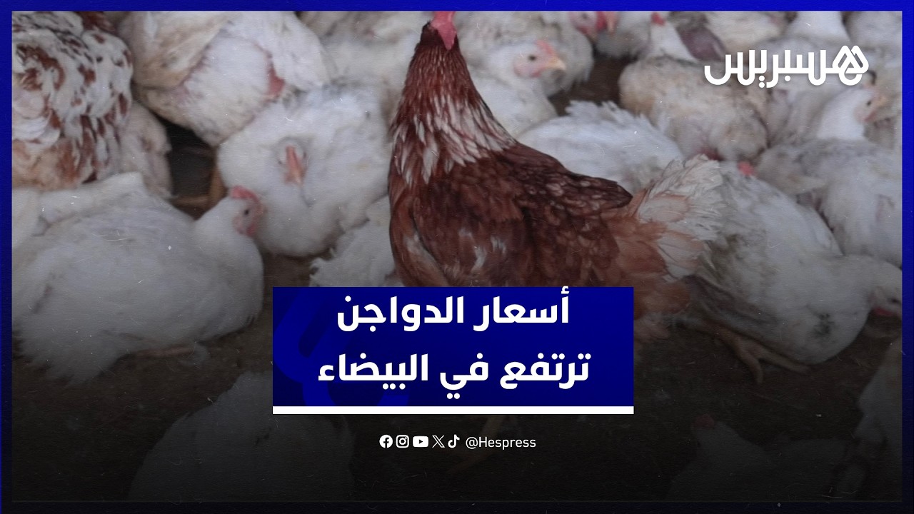 بعد فترة انخفاض.. أسعار الدواجن ترتفع في البيضاء وتجار يؤكدون على وفرة المعروض thumbnail