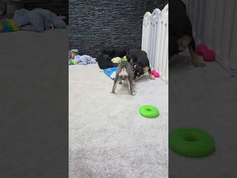 Video 4