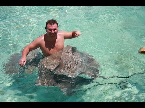 Скаты на Бора Бора. Stingrays on Bora Bora.