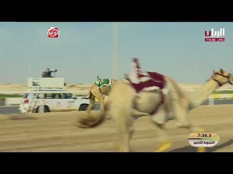 ش 8 (مهلوس) لـ  الشيخ راشد بن سعود بن راشد المعلا 12:40:20 ، مهرجان ختامي الشحانية 2026/04/26 ثنايا