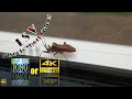 4K Insect Stink Bug Nature Videos