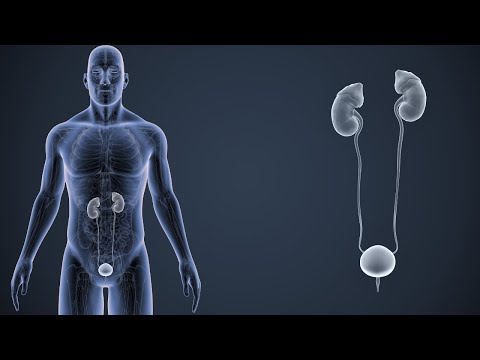 El SISTEMA URINARIO: su funcionamiento y partes (órganos)