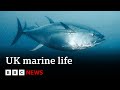 Record Warm Seas Bring Extraordinary New Species To UK Waters BBC News