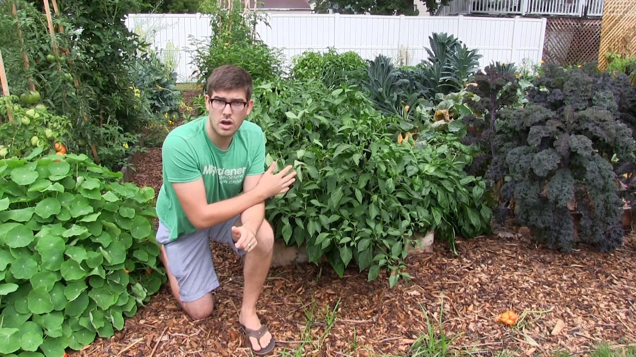 The Honest Truth about How to Have a 'Weed Free' Garden - YouTube