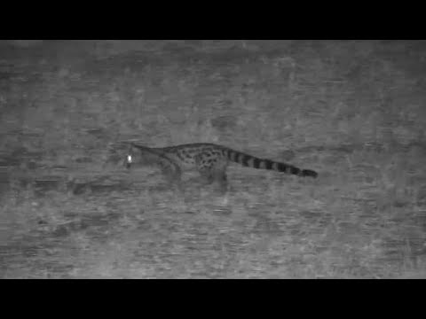Djuma: Genet on the hunt - 20:48 - 08/29/19