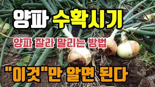 양파수확시기 양파가 쓰러지면 양파수확 적기 양파수확방법 양파재배법