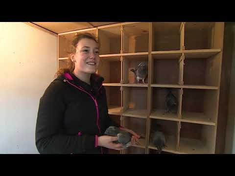 De Belgische Reisduif - Nieuw Talent - Lieselot De Bisschop