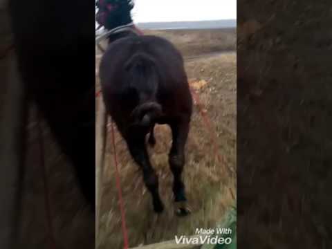 Calul lui nica din zavoaia