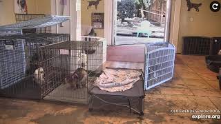 OFSDS  Emily Greets The Dogs🤗 Mr.Mr.&#39;s🎵Stuck In The Middle🎵 Lolli/Lovebug💗