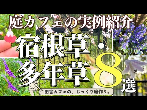 鉢植えの多年草、屋外、花、安い、バルコニー、テラス、日よけ