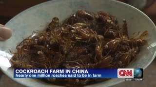 Cockroach farmer makes big bucks on bugs