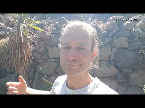 Yucca Palmen vermehren | So bringst Du mediterranes Flair in Deinen Garten oder Dein Wohnzimmer