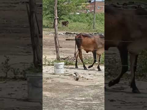 Lotes, Venta, 3 de Julio