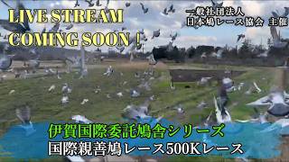 2026年度「伊賀国際親善鳩レース600K」ライブ配信！(アーカイブ）