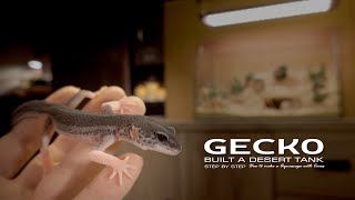 Geckos Gathering : Have you seen these geckos or lizards? Terrarium l Desert Tank