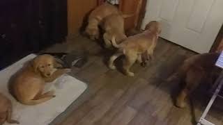 Golden Retriever Puppies Sale in 7 Mile Road, Sylvan Township, MI