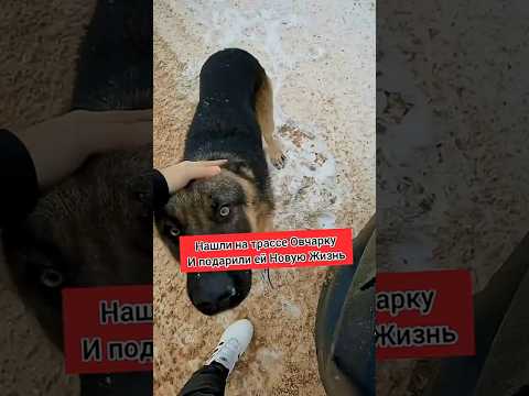 Спасли овчарку и нашли ей новое жилье