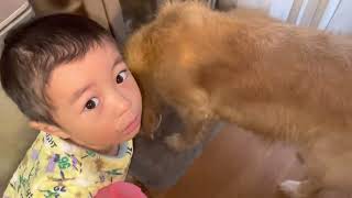 猫の朝ごはんを用意したらゴールデンレトリバーに邪魔される少年 #ゴールデンレトリバー