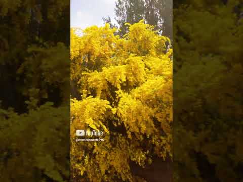 Costa Traful - Neuquén #4k #nature #travel #viralshort