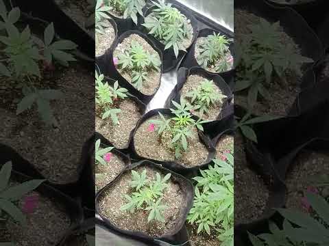 What to do with all this trim...???