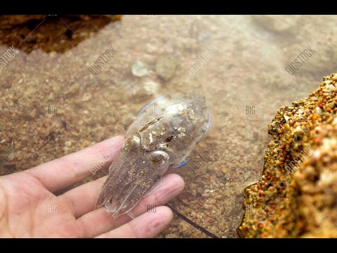 Netting TONS Of BABY CUDDLE FISH!!