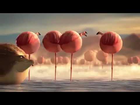 Komik Şişman Hayvanlar 🤣😜