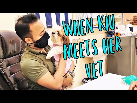 When puppies meet their vet | Vaccination Day For My Puppies Video