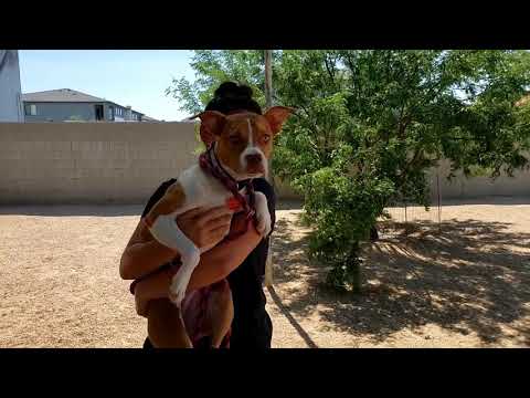 RAYNA, an adopted Pit Bull Terrier Mix in Phoenix, AZ_image-1