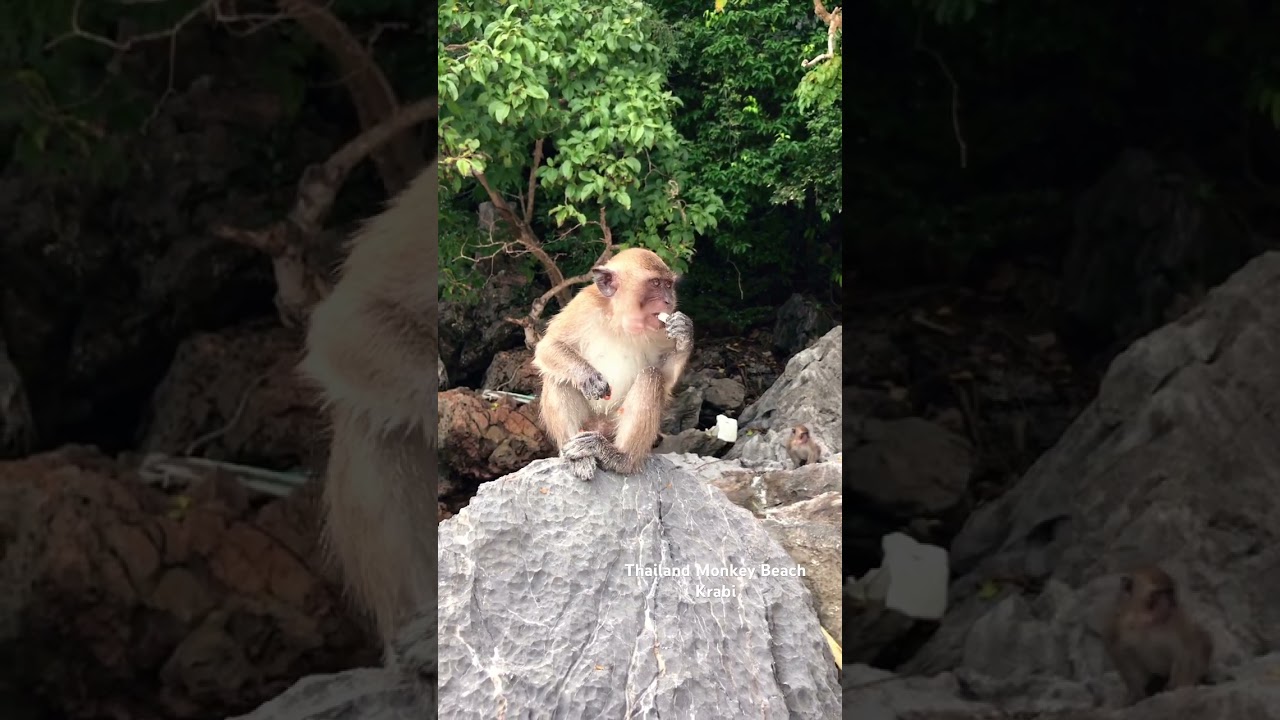 YouTube Short thumbnail