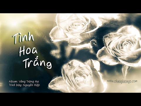 Tình hoa trắng