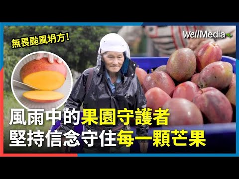 丹娜絲颱風重創芒果產季，慘剩一成產量！他仍堅持不放棄！果農阿三哥雨中搶收芒果，守住那條逆風外銷路【Well Talk】‪