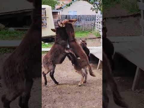 Real Village Donkey Meeting 🐎 | Peaceful Rural Nature & Animal Bonding