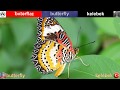 Butterfly - Kelebek  | English-Turkish Video Dictionary  |  İngilizce-Türkçe Video Sözlük