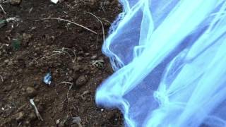 Planted marigold seeds, a cover, volunteer beans & the basil!🌻