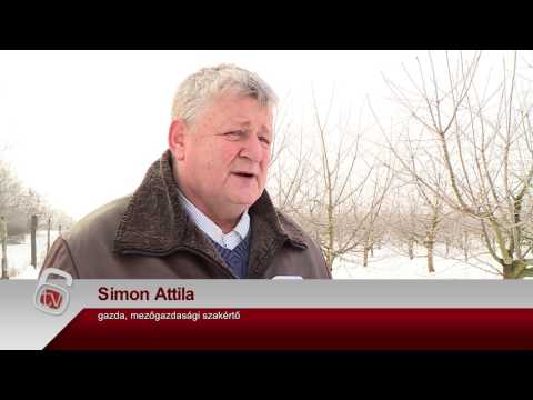 Nem keletkezett fagykár a Hatvan környéki termelőknél