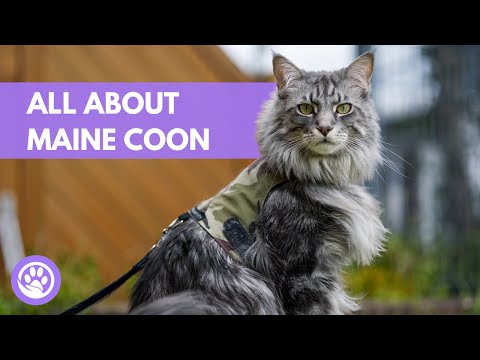 All You Need to Know About Maine Coon - Characteristics, Care & Temperament