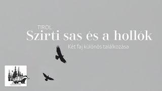 Szirti sas – fajismertető videó