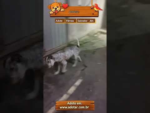 Vídeo de Jaciara