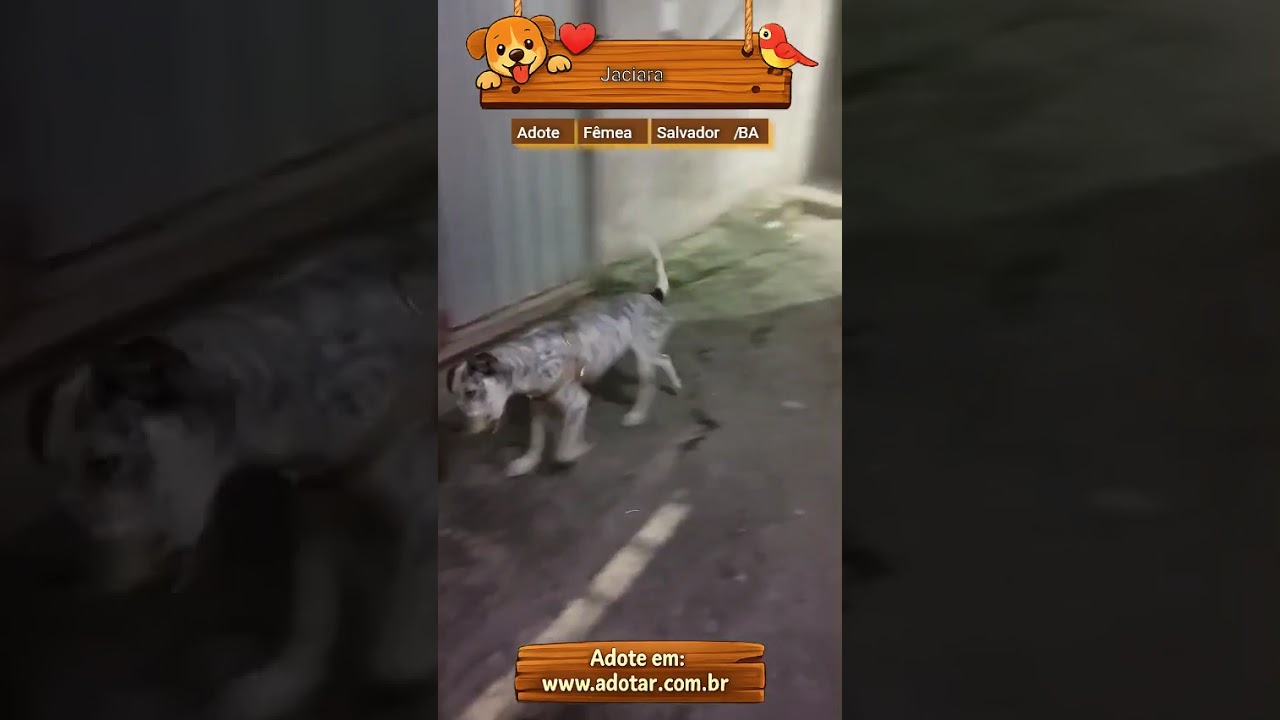 Cachorro raça Dálmata idade 2 a 6 meses nome Jaciara